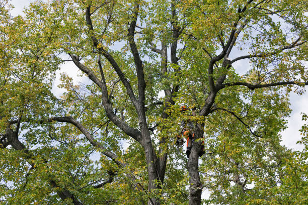 Trusted Pecan Acres, TX Tree Care Experts